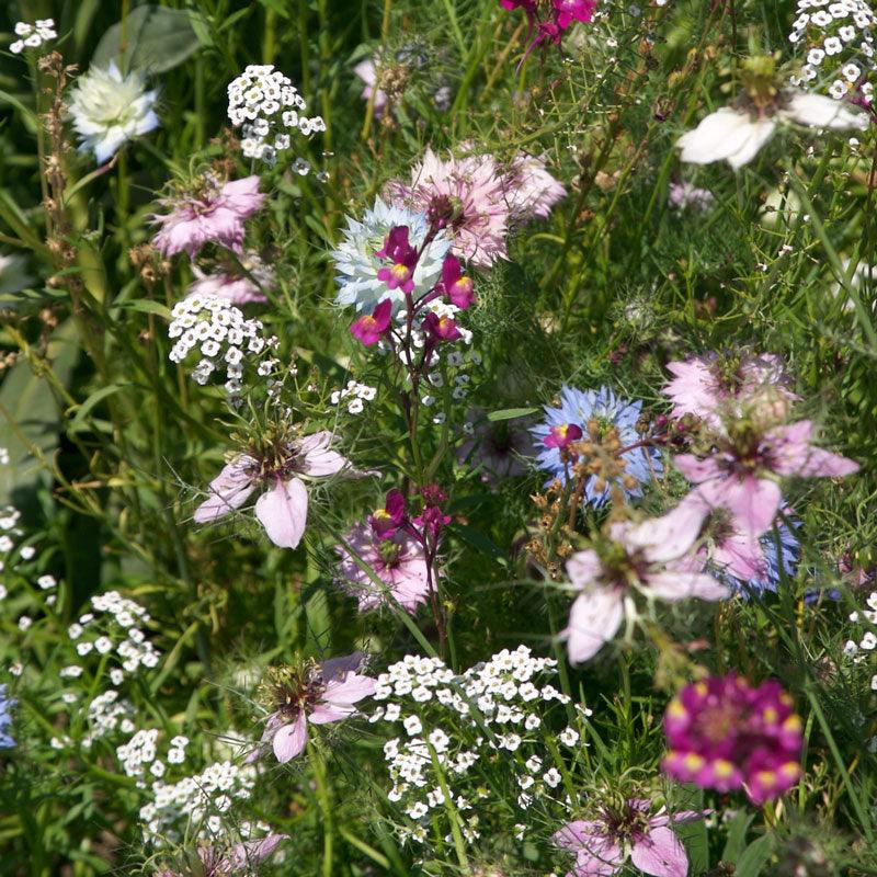 Fragrant Garden Wildflower Mix (pack) Peaceful Valley