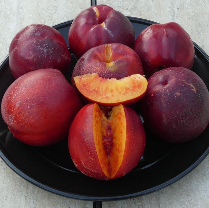Freckle Face Nectarine Tree Grow Organic