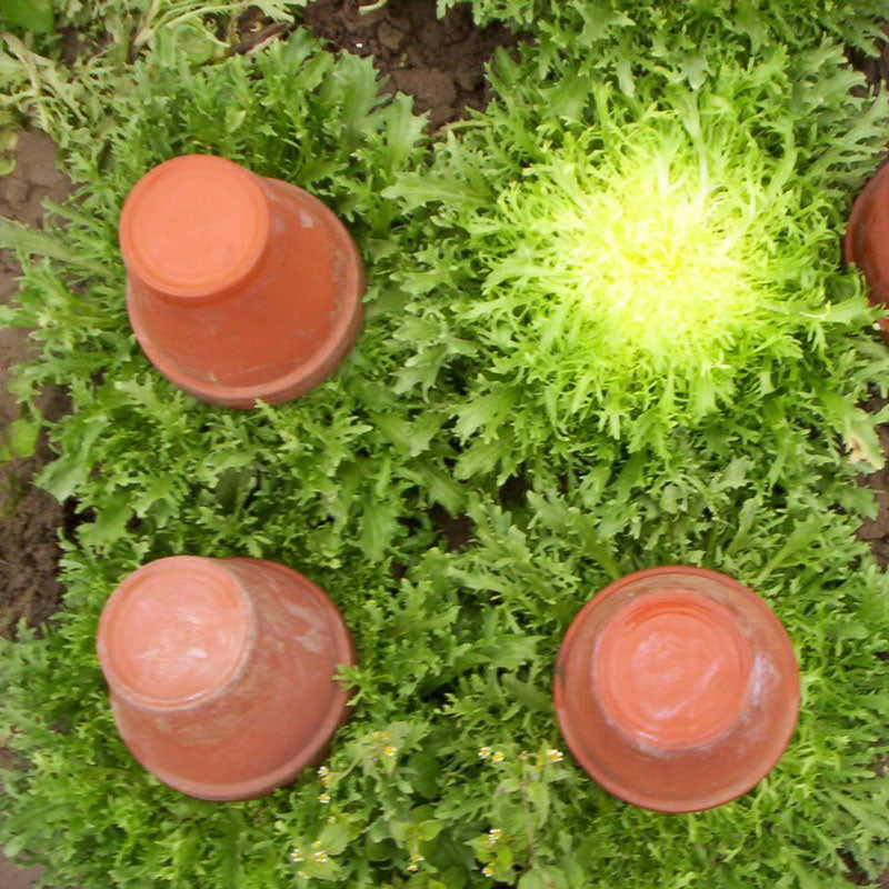 Endive, Frisee Greens Seeds (Organic) - Grow Organic Endive, Frisee Greens Seeds (Organic) Vegetable Seeds