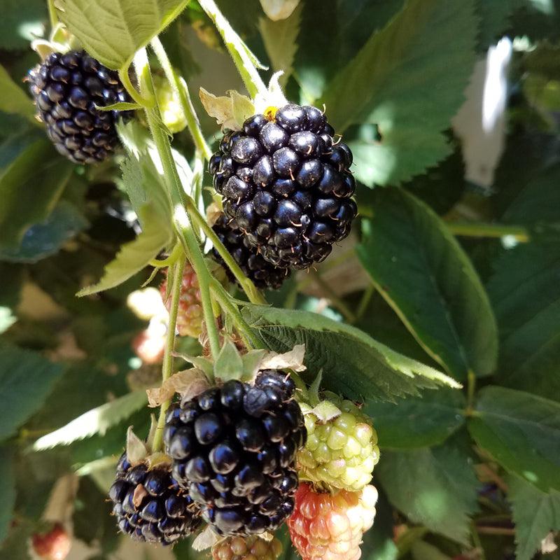 potted blackberry plants Potted Blackberry