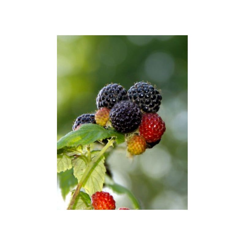 Jewel Black Raspberry Plant