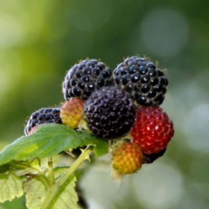 Raspberry Black Jewel (Potted) Grow Organic