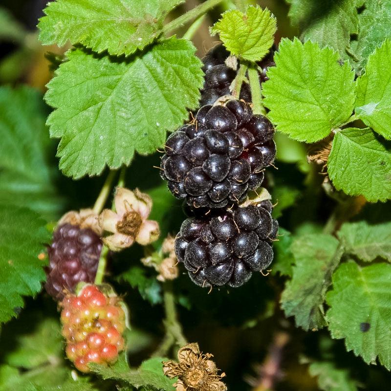 Boysenberry (Potted) Grow Organic