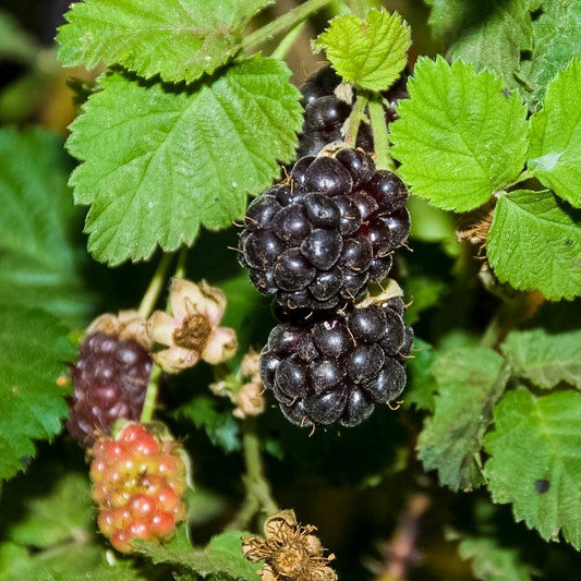 Boysenberry (Potted) Grow Organic