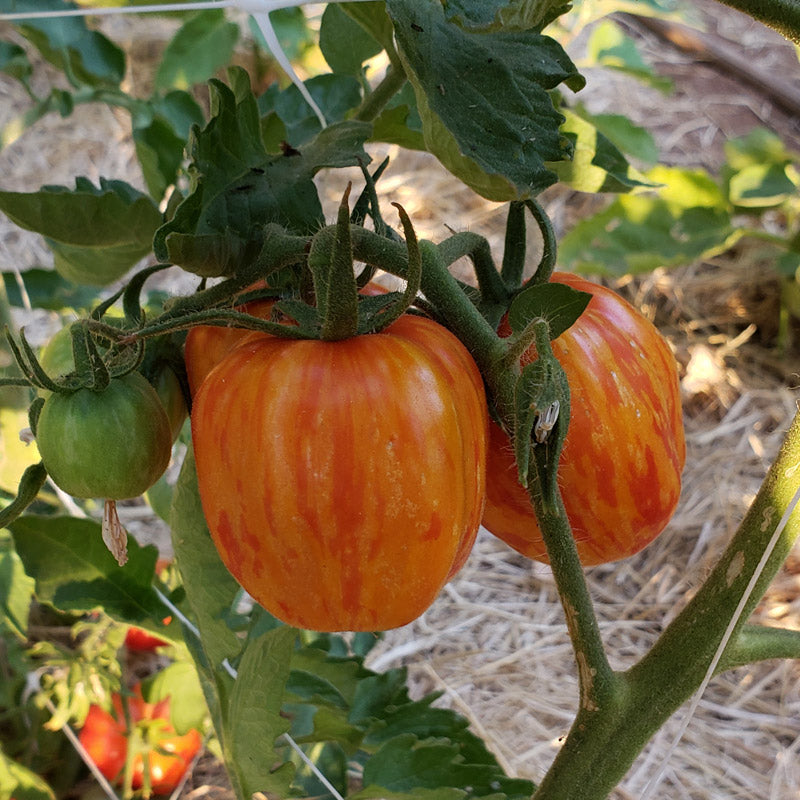 Get Stuffed! Tomato Seeds