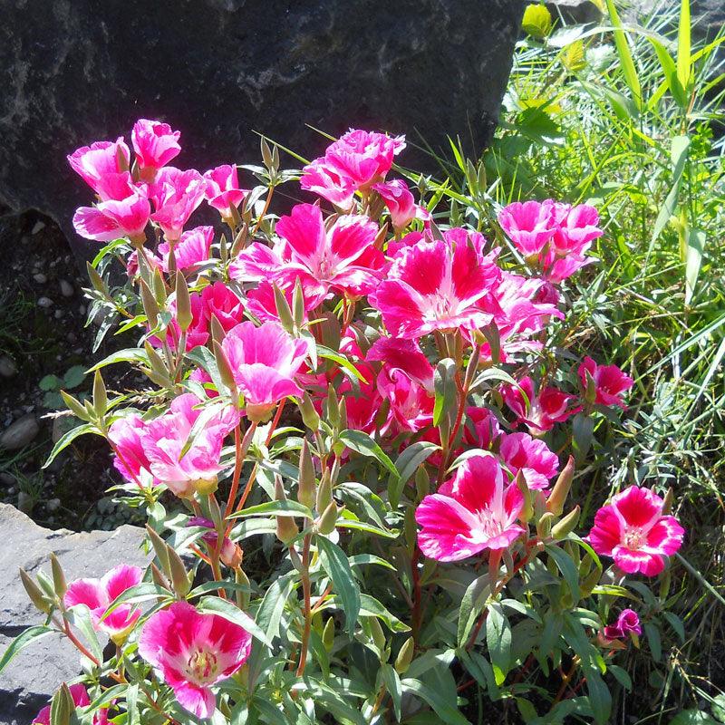 Godetia, Semi-Tall Single Mix (pack) Peaceful Valley