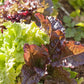Organic Lettuce, Gourmet Mix (1 oz) - Grow Organic Organic Lettuce, Gourmet Mix (1 oz) Vegetable Seeds