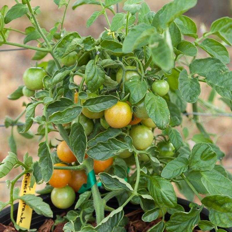 Red Grape Riesenstraube Cherry Tomato Seeds (Organic) Peaceful Valley