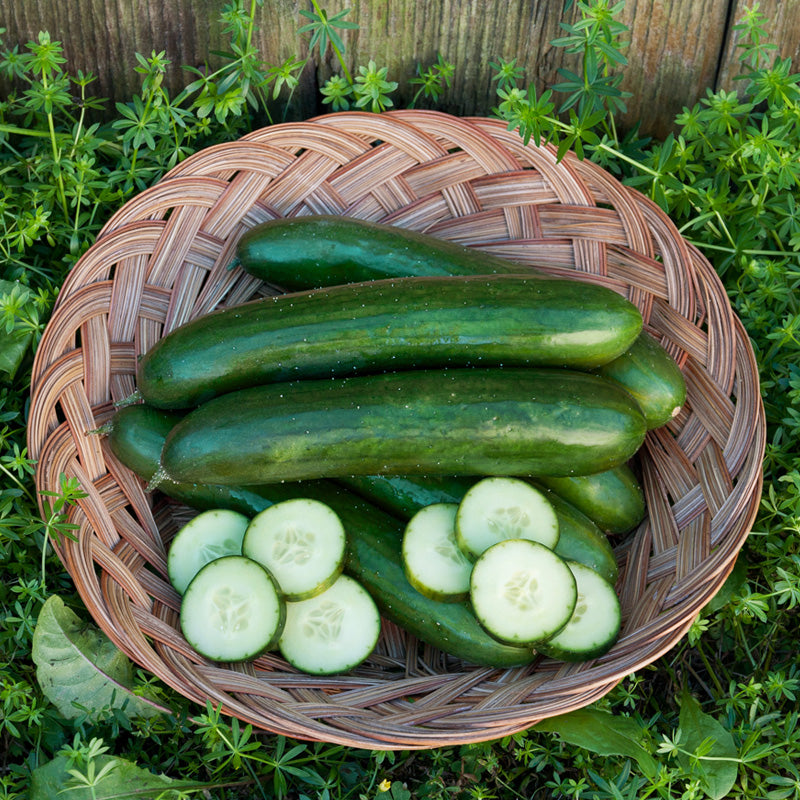Green Finger Cucumber Seeds (Organic) - Grow Organic Green Finger Cucumber Seeds (Organic) Vegetable Seeds