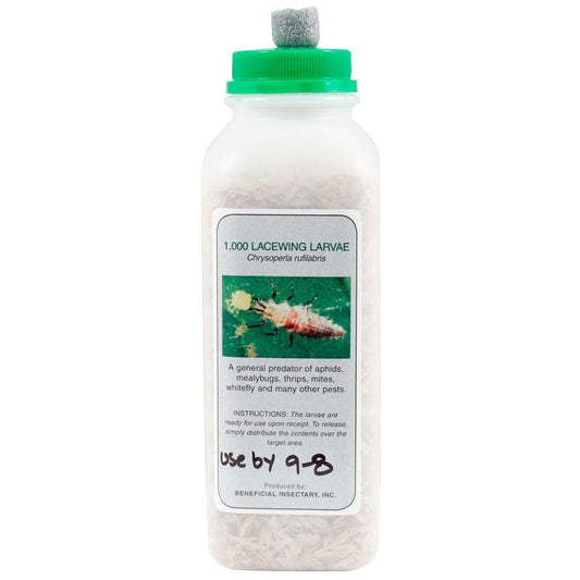 Green Lacewings - Pre-Fed Larvae (Unit of approx 1000) PV Drop Ship
