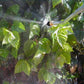 Bug Blaster Spray Nozzle - Grow Organic Bug Blaster Spray Nozzle Weed and Pest