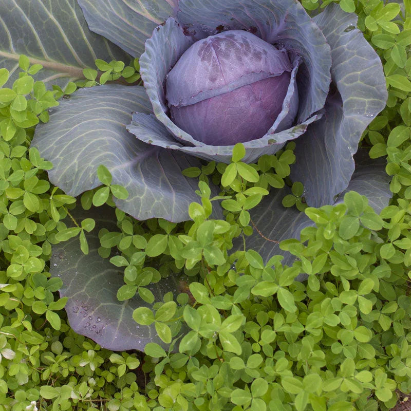 New Zealand White Clover - Nitrocoated Seed (lb) Grow Organic