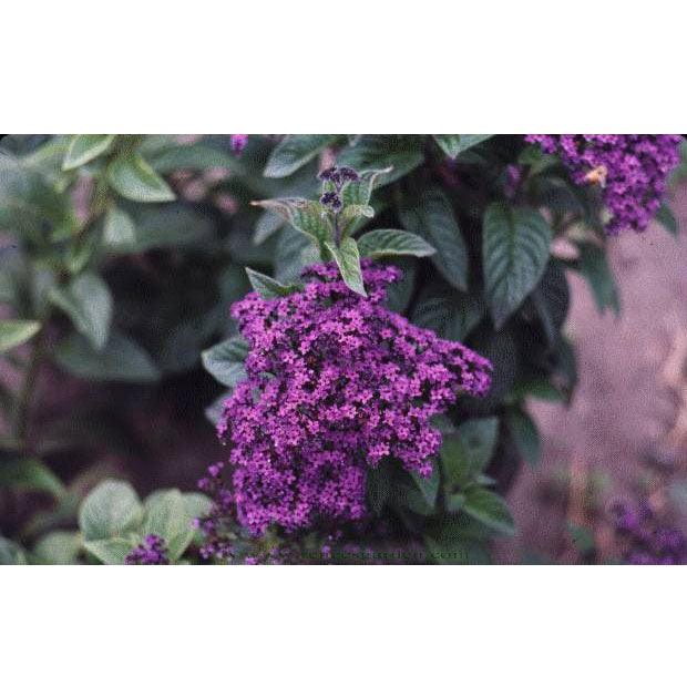 Renee's Garden Heliotrope Deep Marine - Grow Organic Renee's Garden Heliotrope Deep Marine Flower Seed & Bulbs