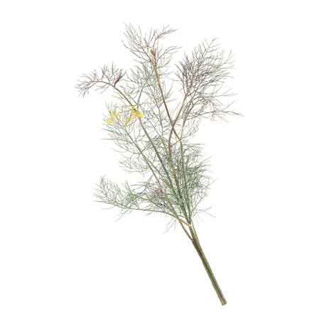 Organic Fennel, Bronze - Grow Organic Organic Fennel, Bronze Herb Seeds