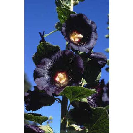 Black Watchman Old Fashioned Hollyhock Flower Seeds Renee's Garden