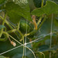 Hortonova Trellis 79" x 3280' Roll - Grow Organic Hortonova Trellis 79" x 3280' Roll Growing