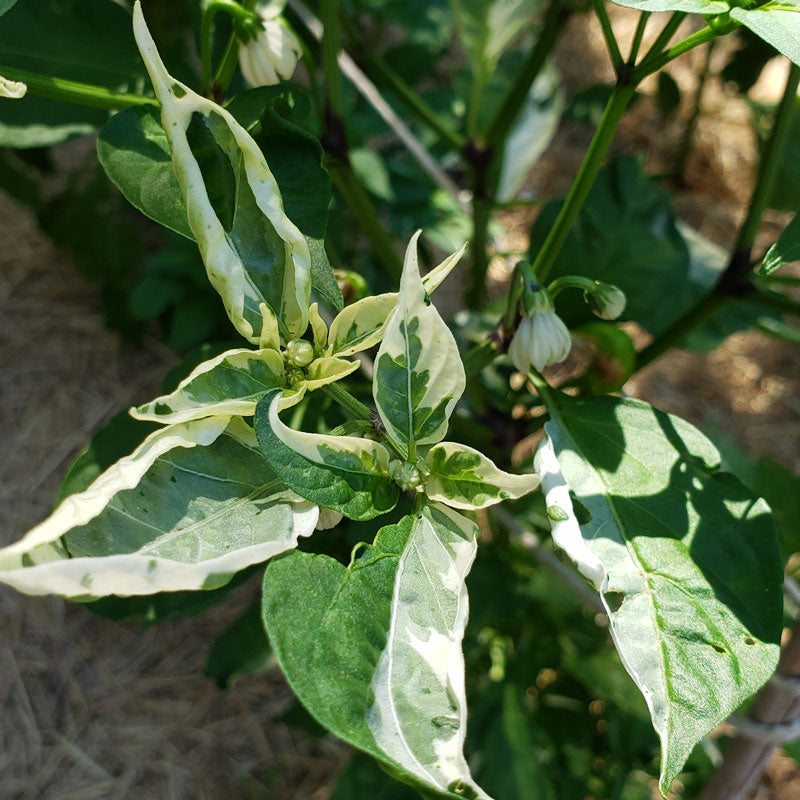 Hot Fish Pepper-leaves