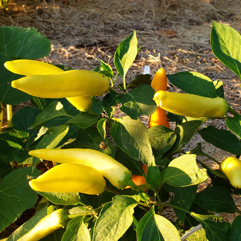 Hot Hungarian Hot Wax Pepper Seeds-SF