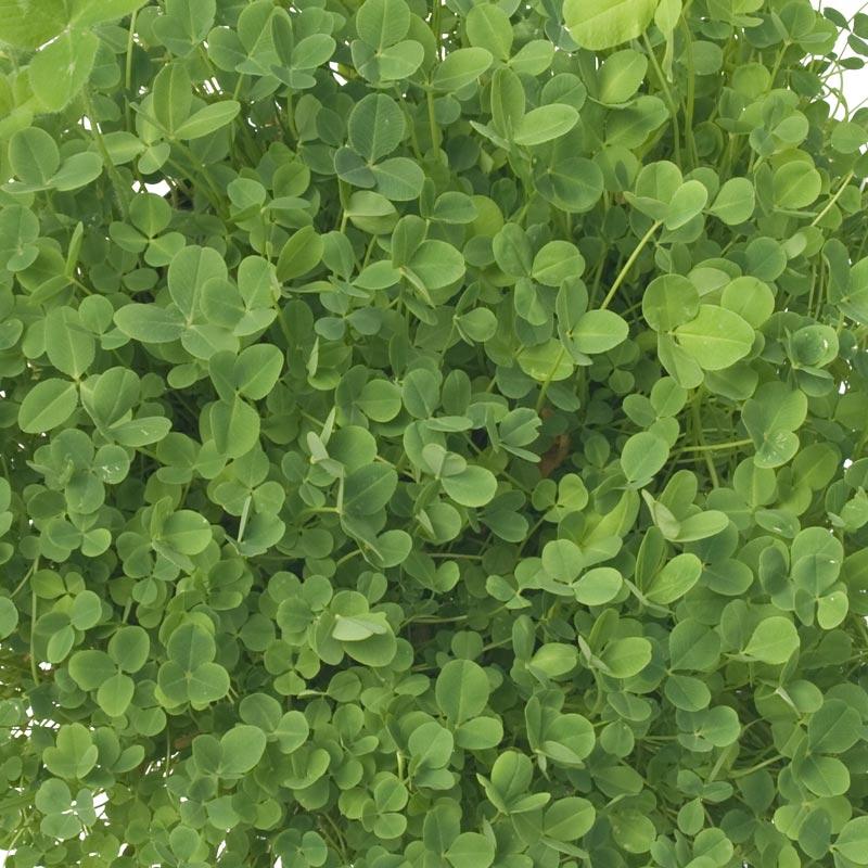 Hykon Rose Clover - Nitrocoated Seed (lb) Grow Organic