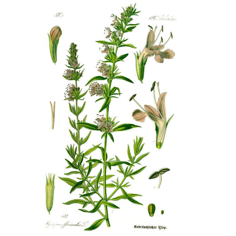 Official Hyssop Seeds (Organic) Strictly Medicinal