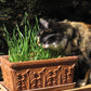Renee's Garden Cat Treats Gourmet Mixed Greens Renee's Garden Cat Treats Gourmet Mixed Greens Vegetable Seeds