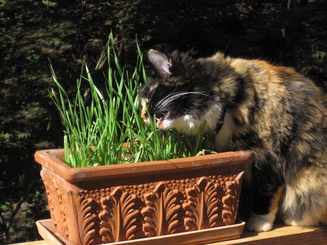 Cat Treats Gourmet Greens Seed Mix Renee's Garden