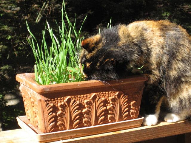 Cat Treats Gourmet Greens Seed Mix Renee's Garden