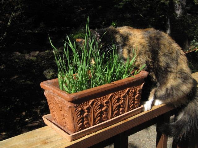 Cat Treats Gourmet Greens Seed Mix Renee's Garden