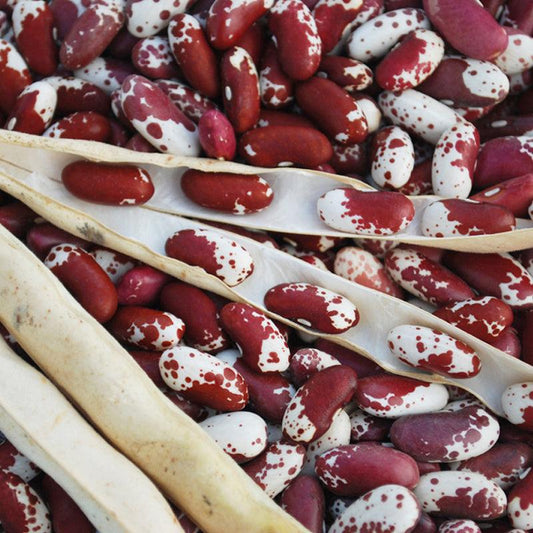 Jacob's Cattle Bush Dry Bean (Organic) Southern Exposure Seed Exchange