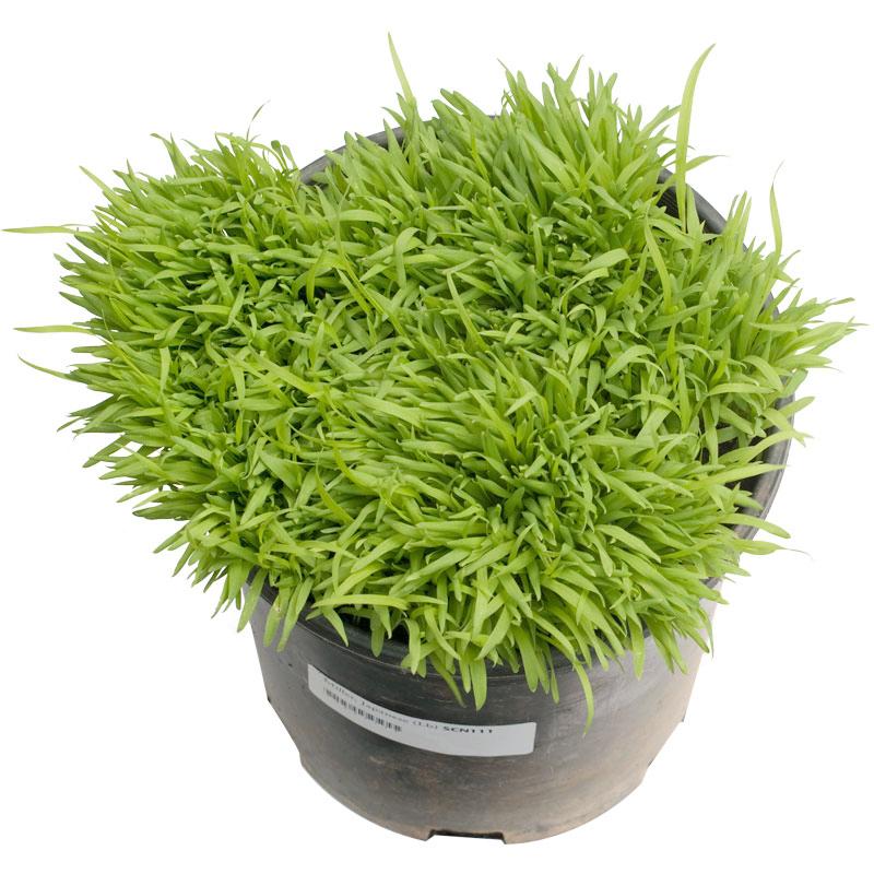 Japanese Millet Seed - Grow Organic Japanese Millet Seed (Lb) Cover Crop