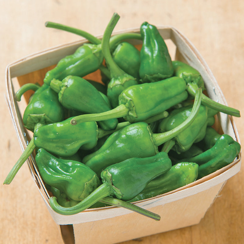 Padron Pepper Seeds (Organic) - Grow Organic Padron Pepper Seeds (Organic) Vegetable Seeds