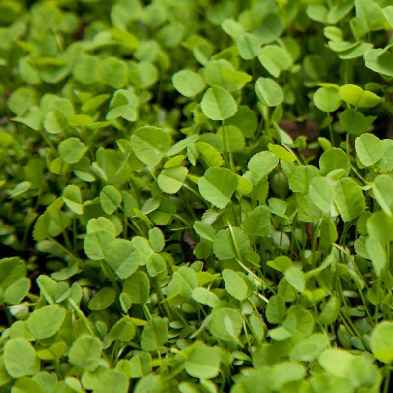 Ladino White Clover - Nitrocoated Seed (lb) Grow Organic