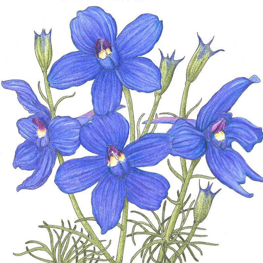 Larkspur Mix (1/4 lb) Peaceful Valley