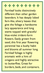 Fernleaf Lavender Seeds Renee's Garden