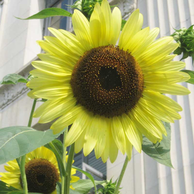 Organic Sunflower, Lemon Queen (1/4 lb) Peaceful Valley