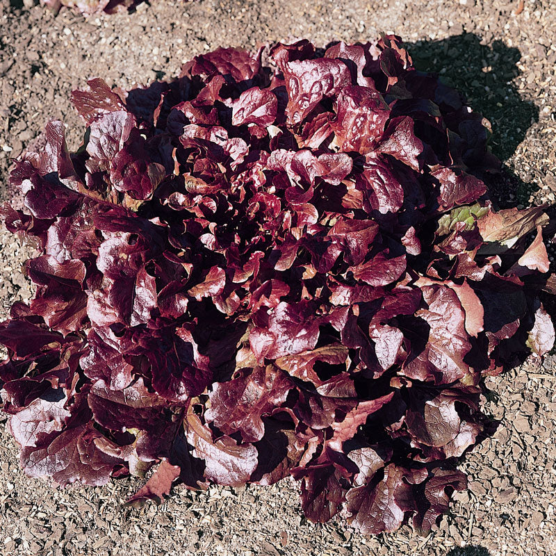 Red Oakleaf Lettuce Seeds (Organic) - Grow Organic Red Oakleaf Lettuce Seeds (Organic) Vegetable Seeds