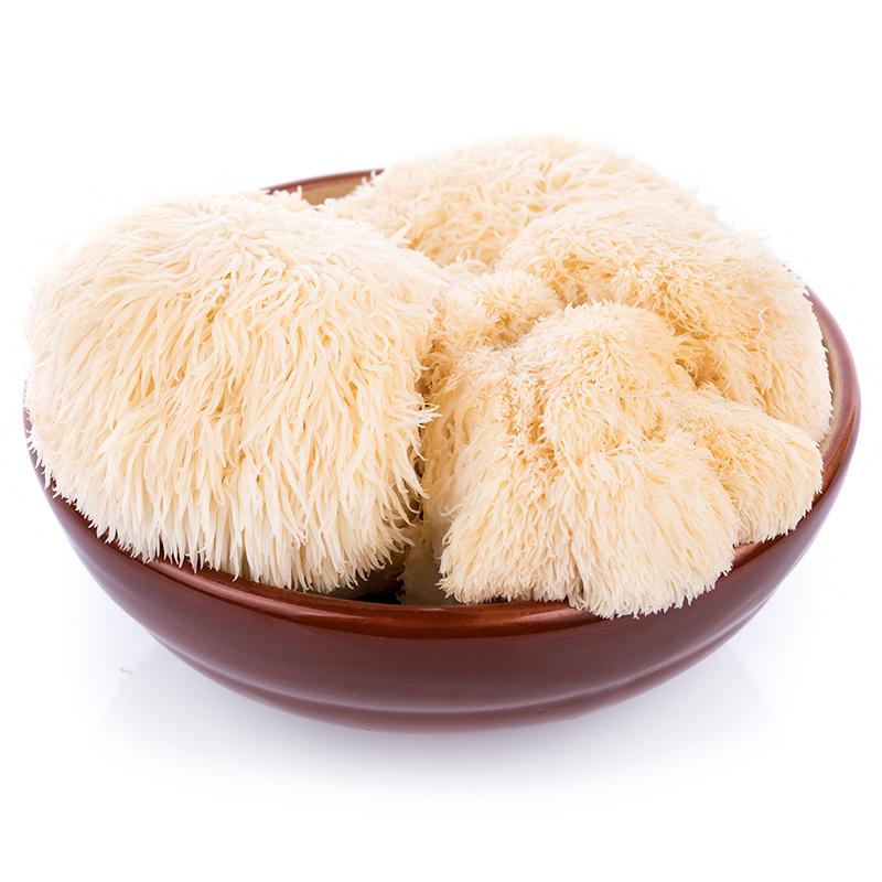 Lion's Mane Mushroom Kit - Grow Organic Lion's Mane Mushroom Kit Homestead