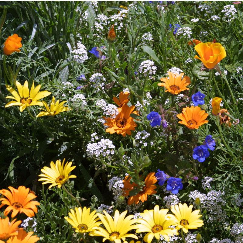Low Growing Wildflower Mix (1/4 lb) Peaceful Valley