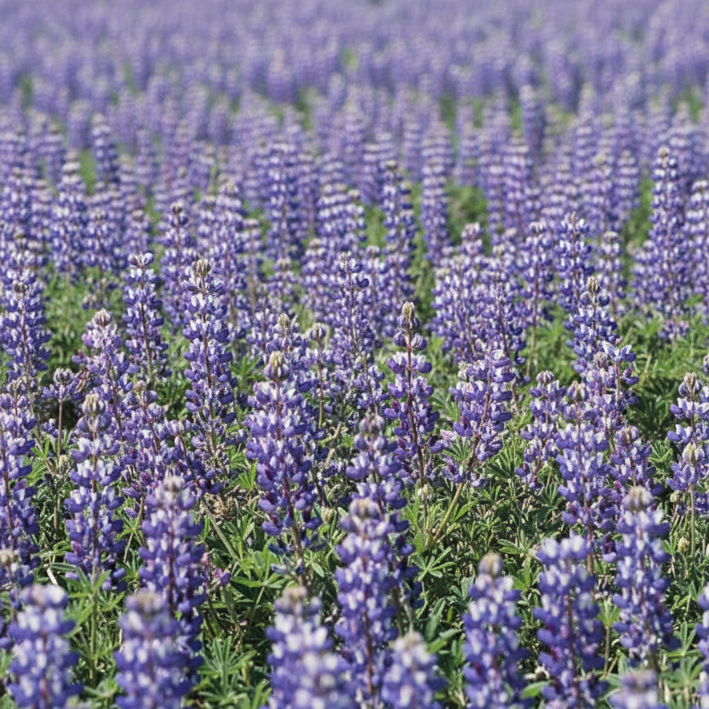 lupine seeds planting Lupine, Blue & White (1/4 lb)
