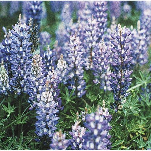 Lupine, Blue & White (lb) Peaceful Valley