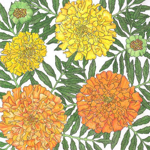 Marigold, African - Grow Organic Marigold, African (lb) Flower Seeds