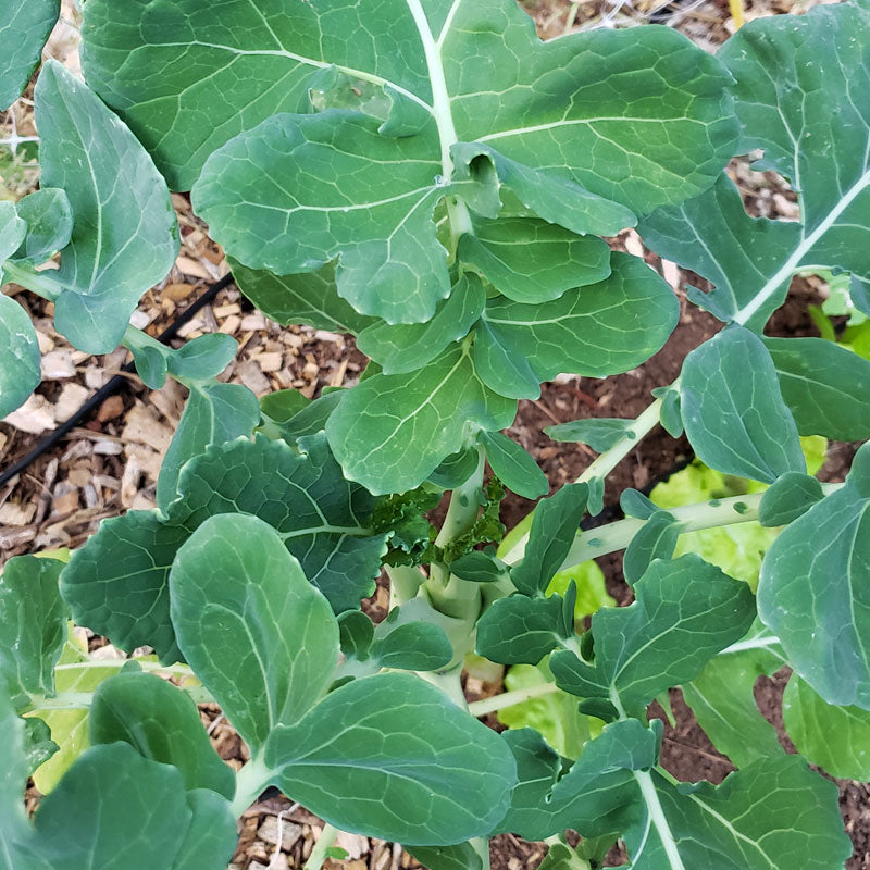 Organic Marrowstem Kale from $3.99 - Grow Organic Marrowstem Kale Seeds (Organic) Vegetable Seeds