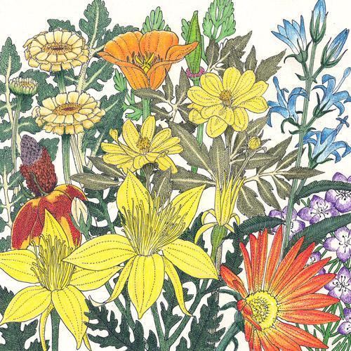 mediterranean wildflower seeds Mediterranean Dryland Wildflower Mix (1/4 lb)