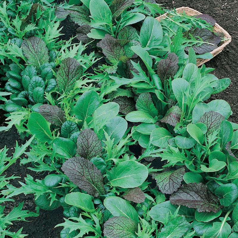 planting mesclun seeds Organic Mesclun Mix Greens