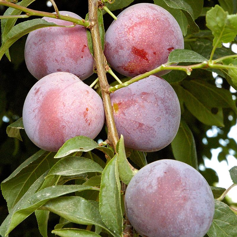 Methley Plum Tree Grow Organic