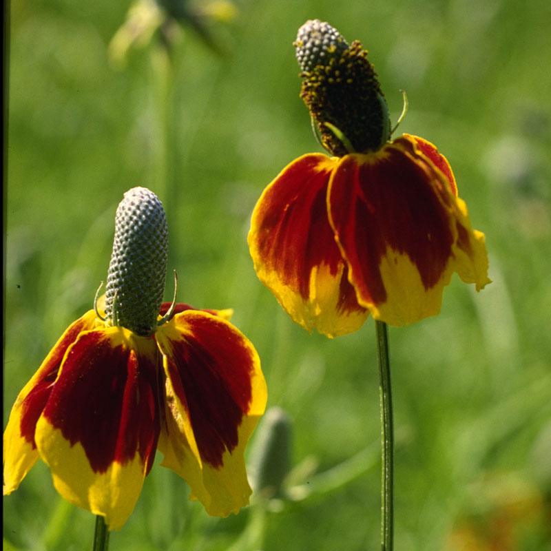 Mexican Hat (pack) Peaceful Valley