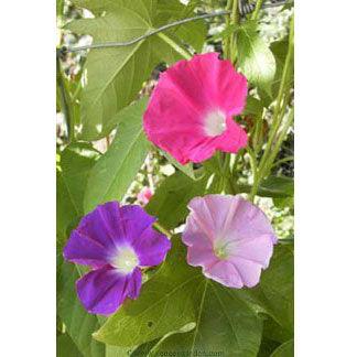 Early Call Morning Glory Flower Seeds Renee's Garden
