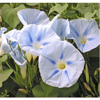 Glacier Star Morning Glory Flower Seeds Renee's Garden