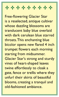 Glacier Star Morning Glory Flower Seeds Renee's Garden