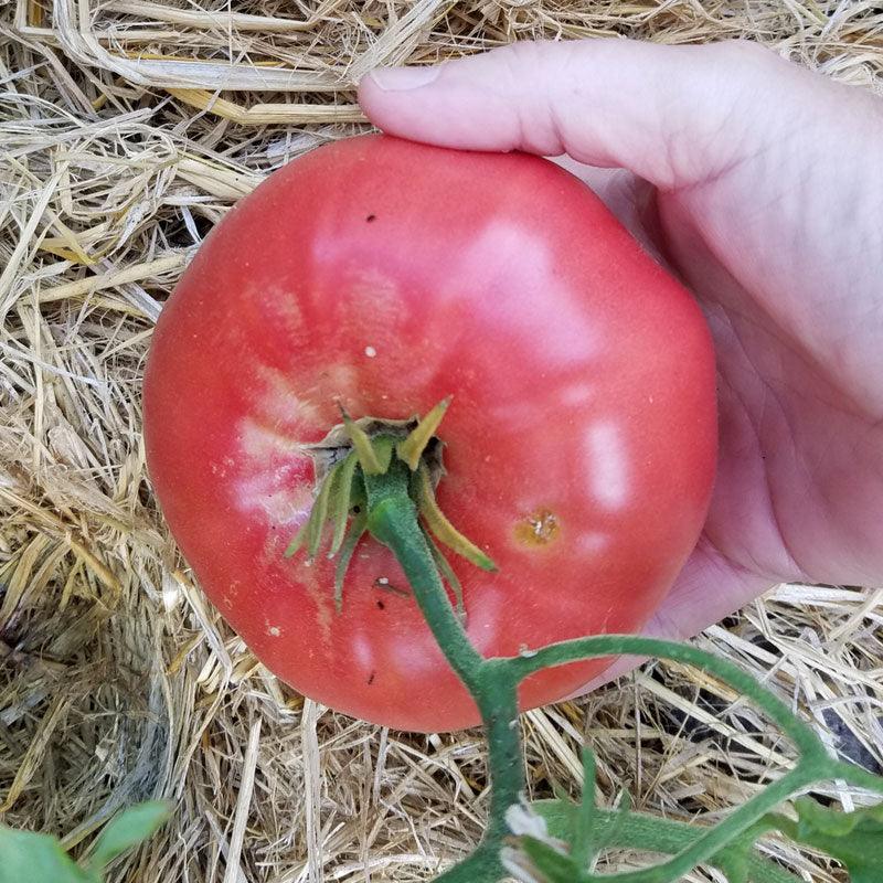 Mortgage Lifter VFN Tomato (Organic) Southern Exposure Seed Exchange